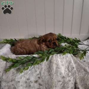 Beau, Cavalier King Charles Spaniel Puppy