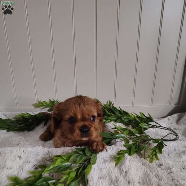 Beau, Cavalier King Charles Spaniel Puppy