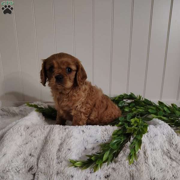 Chloe, Cavalier King Charles Spaniel Puppy