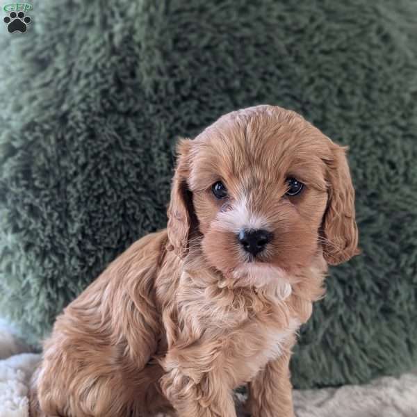 Mandi, Cavapoo Puppy