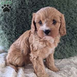 Mandi, Cavapoo Puppy