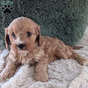 Mandi, Cavapoo Puppy