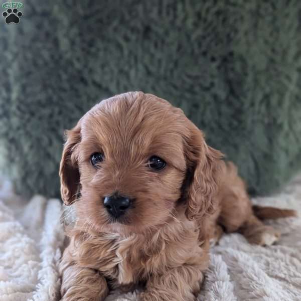 Maddie, Cavapoo Puppy