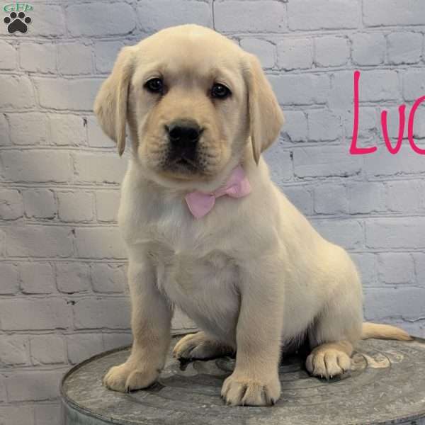 Lucy, Yellow Labrador Retriever Puppy