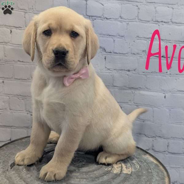 Ava, Yellow Labrador Retriever Puppy