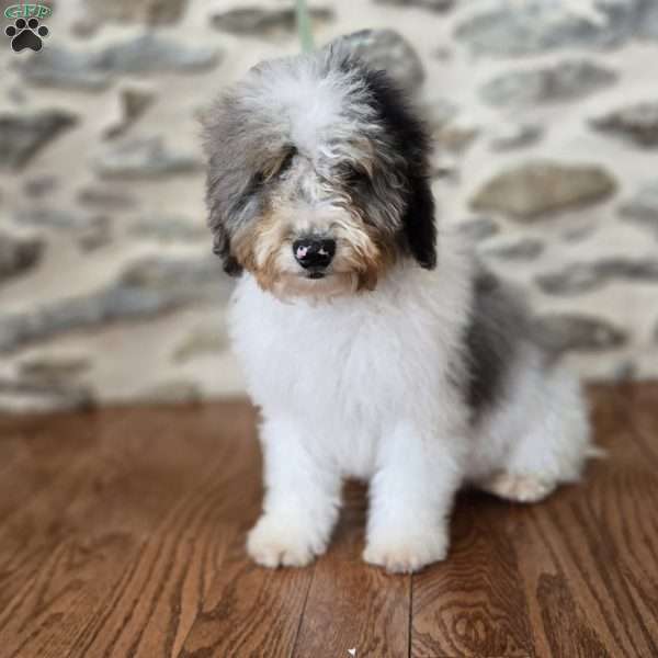 Bobby, Mini Bernedoodle Puppy