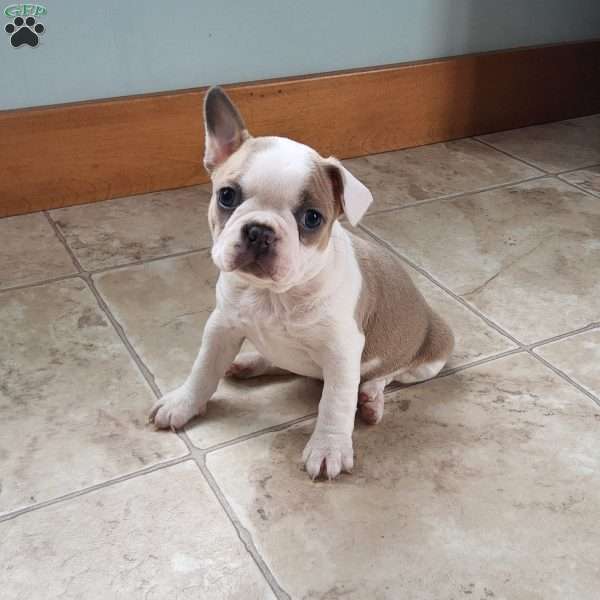 Paisley, Boston Terrier Puppy