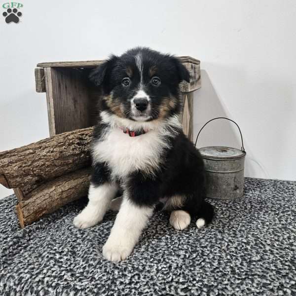 Jingle, Australian Shepherd Mix Puppy