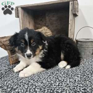 Jingle, Australian Shepherd Mix Puppy