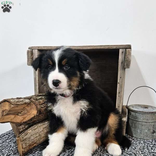 Winter, Australian Shepherd Mix Puppy