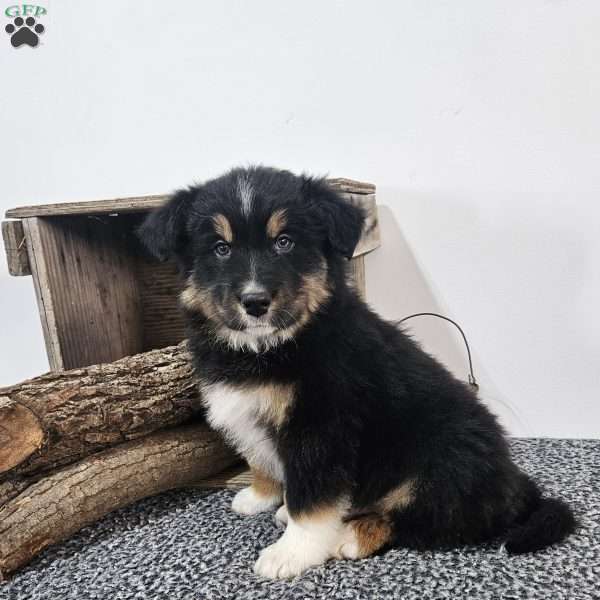 Remi, Australian Shepherd Mix Puppy