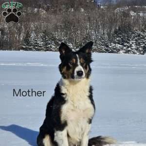 Lassie, Australian Shepherd Mix Puppy