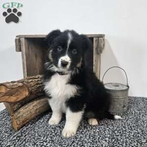 Lassie, Australian Shepherd Mix Puppy