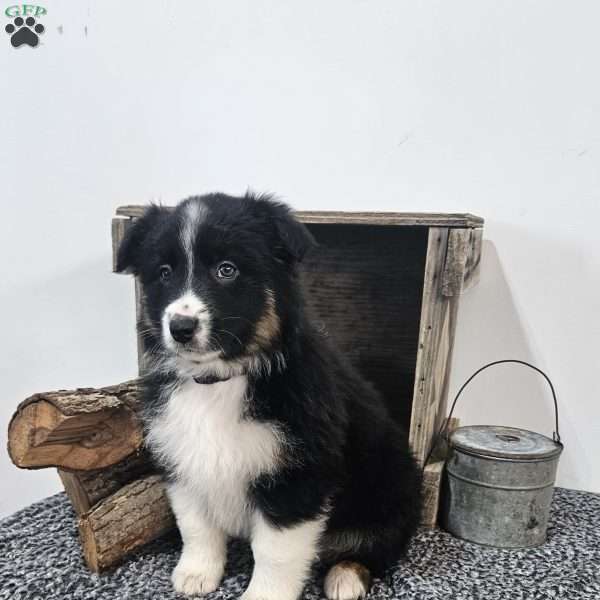 Lassie, Australian Shepherd Mix Puppy