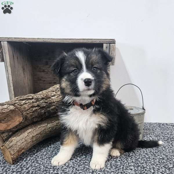 Carly, Australian Shepherd Mix Puppy