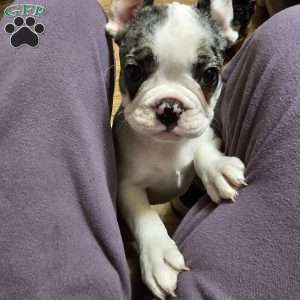 Medusa, French Bulldog Puppy