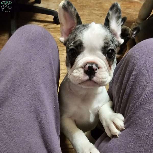 Medusa, French Bulldog Puppy