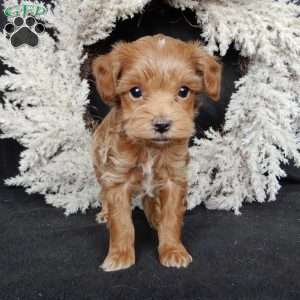 Barney, Maltipoo Puppy