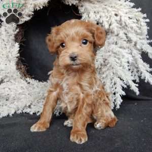 Barney, Maltipoo Puppy