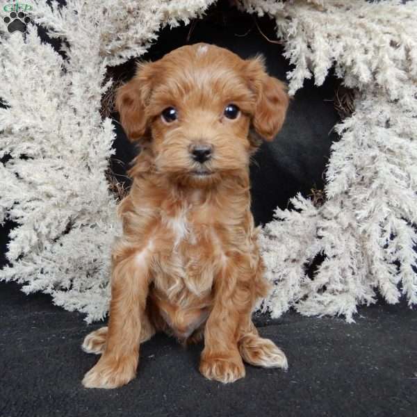 Barney, Maltipoo Puppy