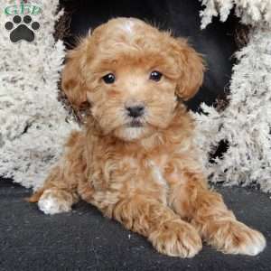 Bonnie, Maltipoo Puppy