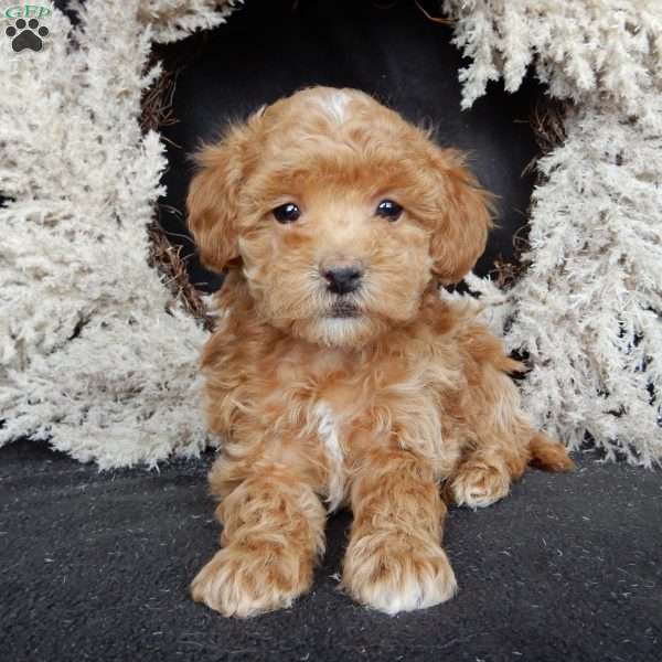 Bonnie, Maltipoo Puppy