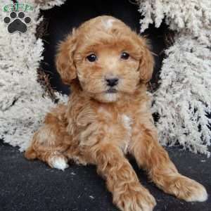 Bonnie, Maltipoo Puppy