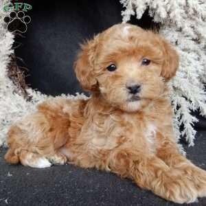 Bonnie, Maltipoo Puppy