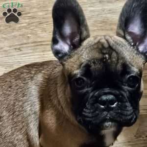 Zues, French Bulldog Puppy