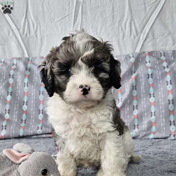 Bluey, Cavapoo Puppy