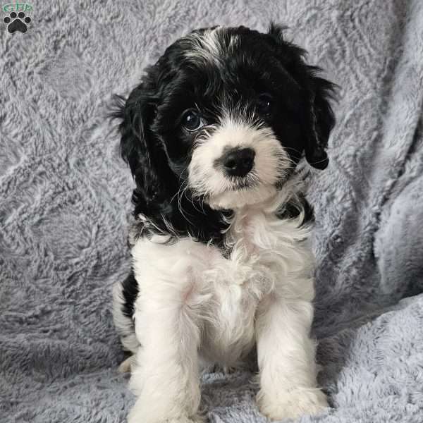 Bandit, Cavapoo Puppy