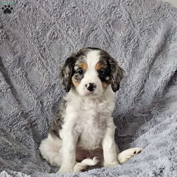 Willow, Cavapoo Puppy