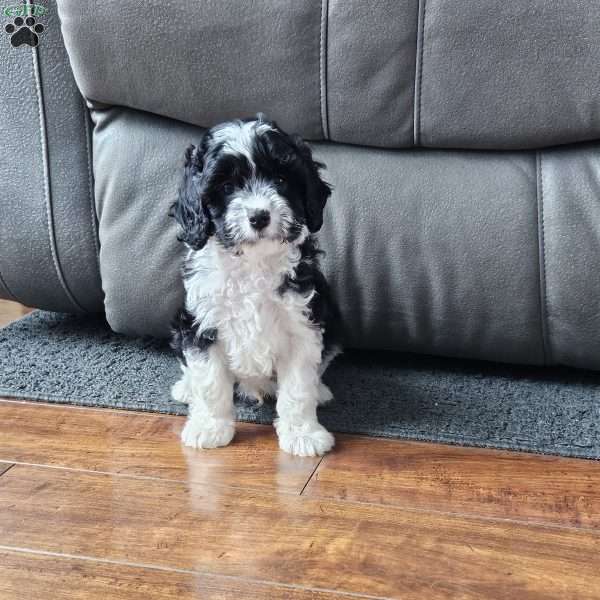 Bailey, Cavapoo Puppy