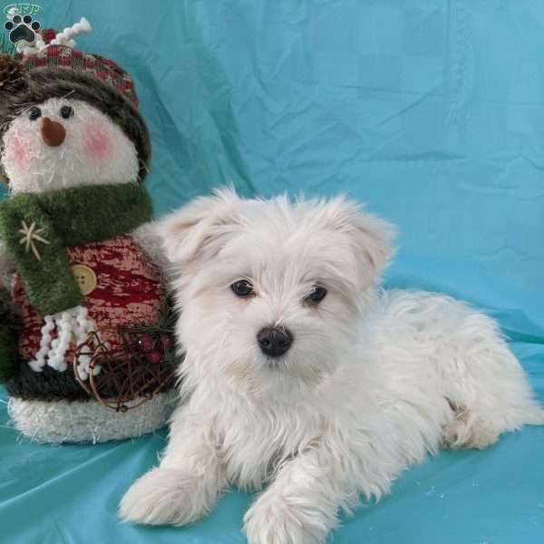 Jingle, Maltese Puppy