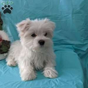 Jingle, Maltese Puppy