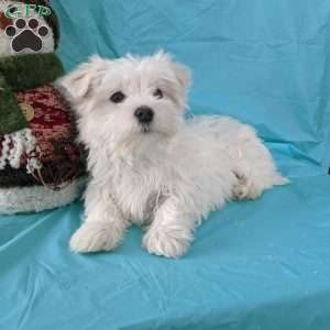 Jingle, Maltese Puppy