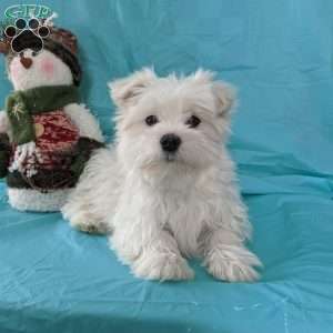 Jingle, Maltese Puppy