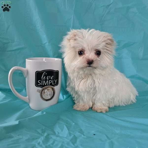 Snowball (tiny), Maltese Puppy