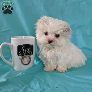 Snowball (tiny), Maltese Puppy