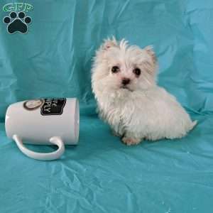 Snowball (tiny), Maltese Puppy