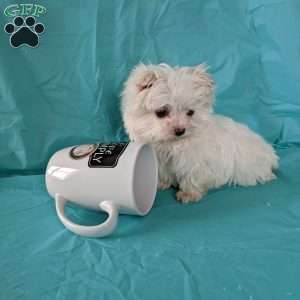 Snowball (tiny), Maltese Puppy