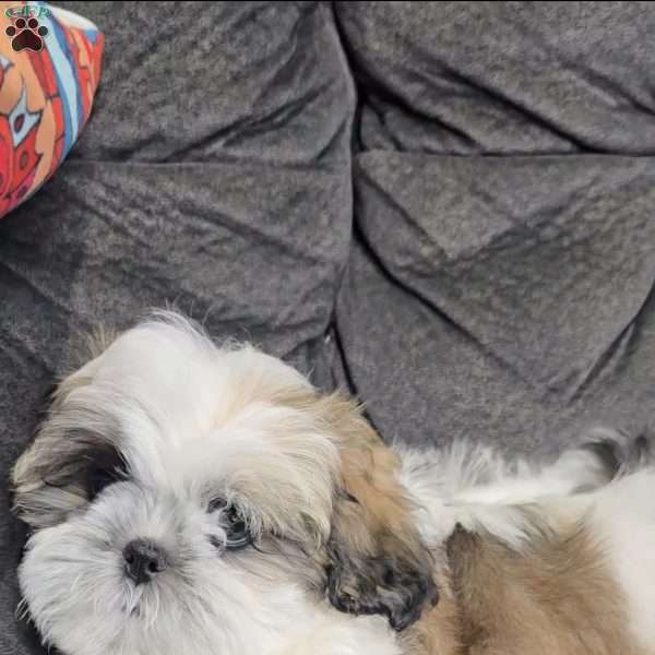 Arielle, Shih Tzu Puppy