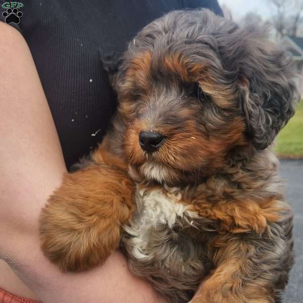 Kristoff, Mini Bernedoodle Puppy