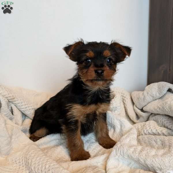 Nola, Yorkie Puppy