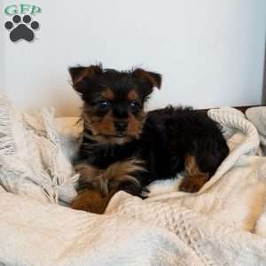 Nola, Yorkie Puppy