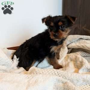 Nola, Yorkie Puppy