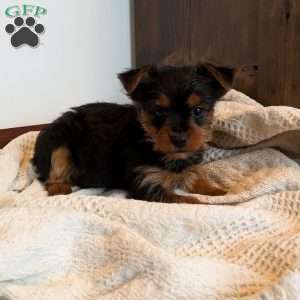 Nola, Yorkie Puppy