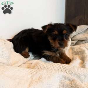 Nola, Yorkie Puppy