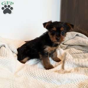 Nola, Yorkie Puppy