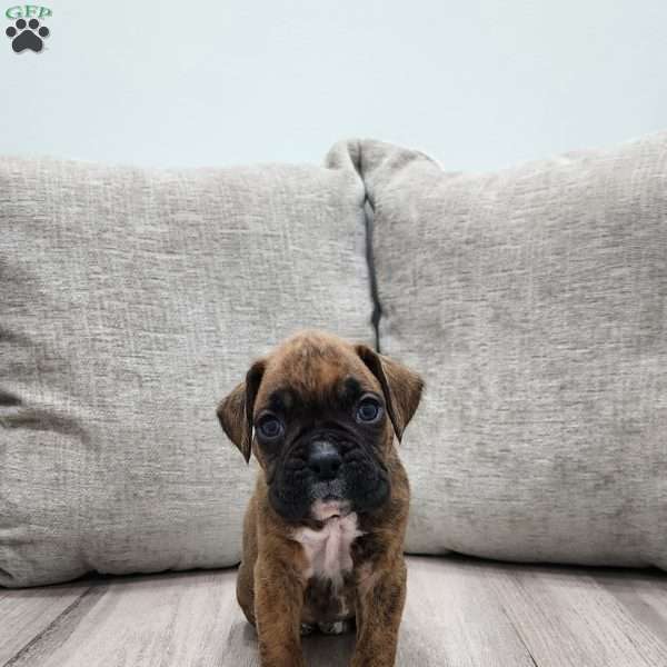 Libby, Boxer Puppy